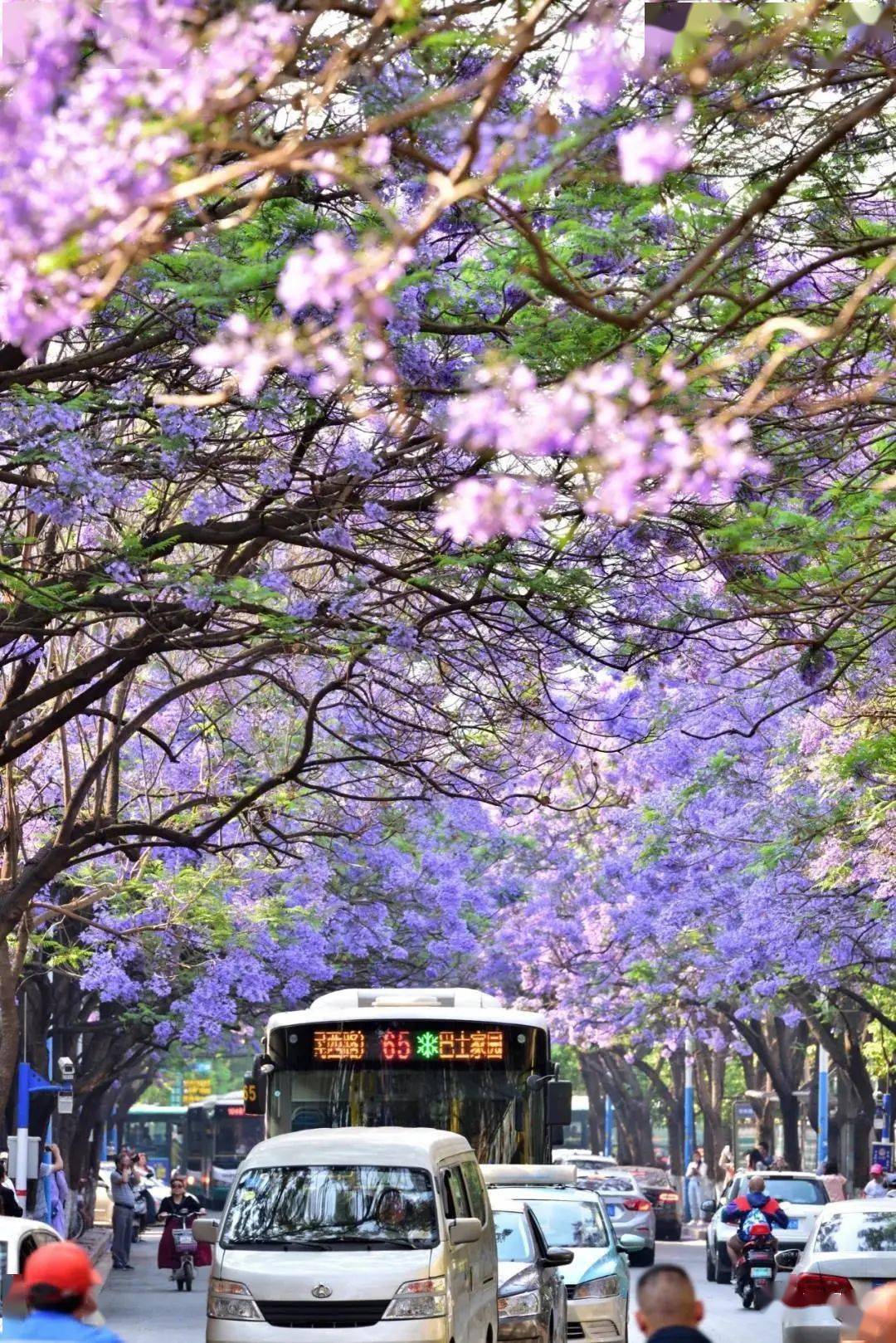 除了蓝花楹大道昆明还有数十条花树大街