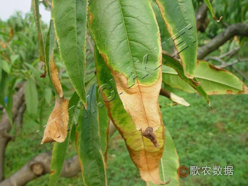 桃树炭疽病—发病叶片桃树炭疽病—病果症状桃树炭疽病—病果症状4)