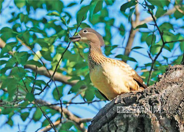 兆麟公园鸳鸯好"孕"连连_车春虎