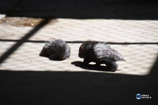 怎么才可以当上动物饲养员 b306417aea9a4a788b23bcaaf33dbd86.jpeg