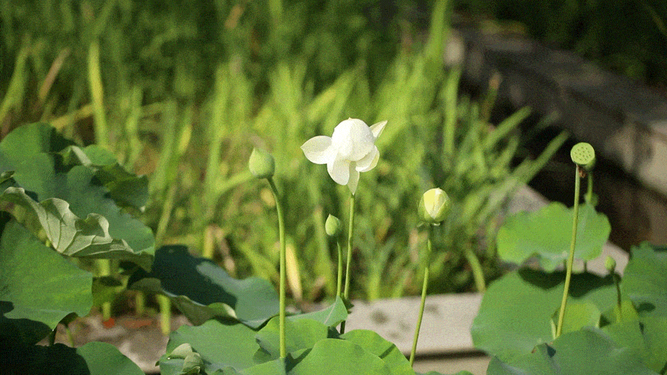 福州这个"老字号"公园,竟藏着莫奈的"睡莲"?