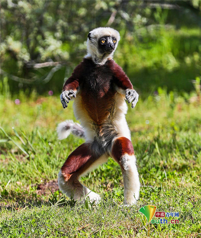 是你没见过的猴子!冕狐猴走路魔性如跳舞