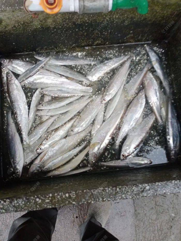 今天下午鱼获,除几条其它鱼外,基本上千岛湖白浪丝.