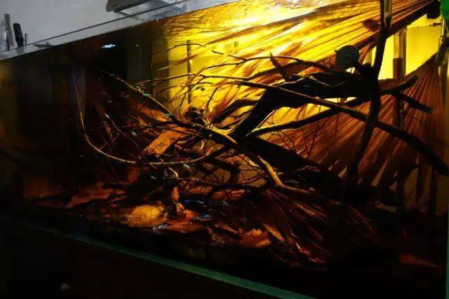 南美风原生造景欣赏