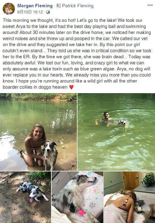 主人带狗狗去河里游泳，但半小时后……狗狗竟然脑死亡！