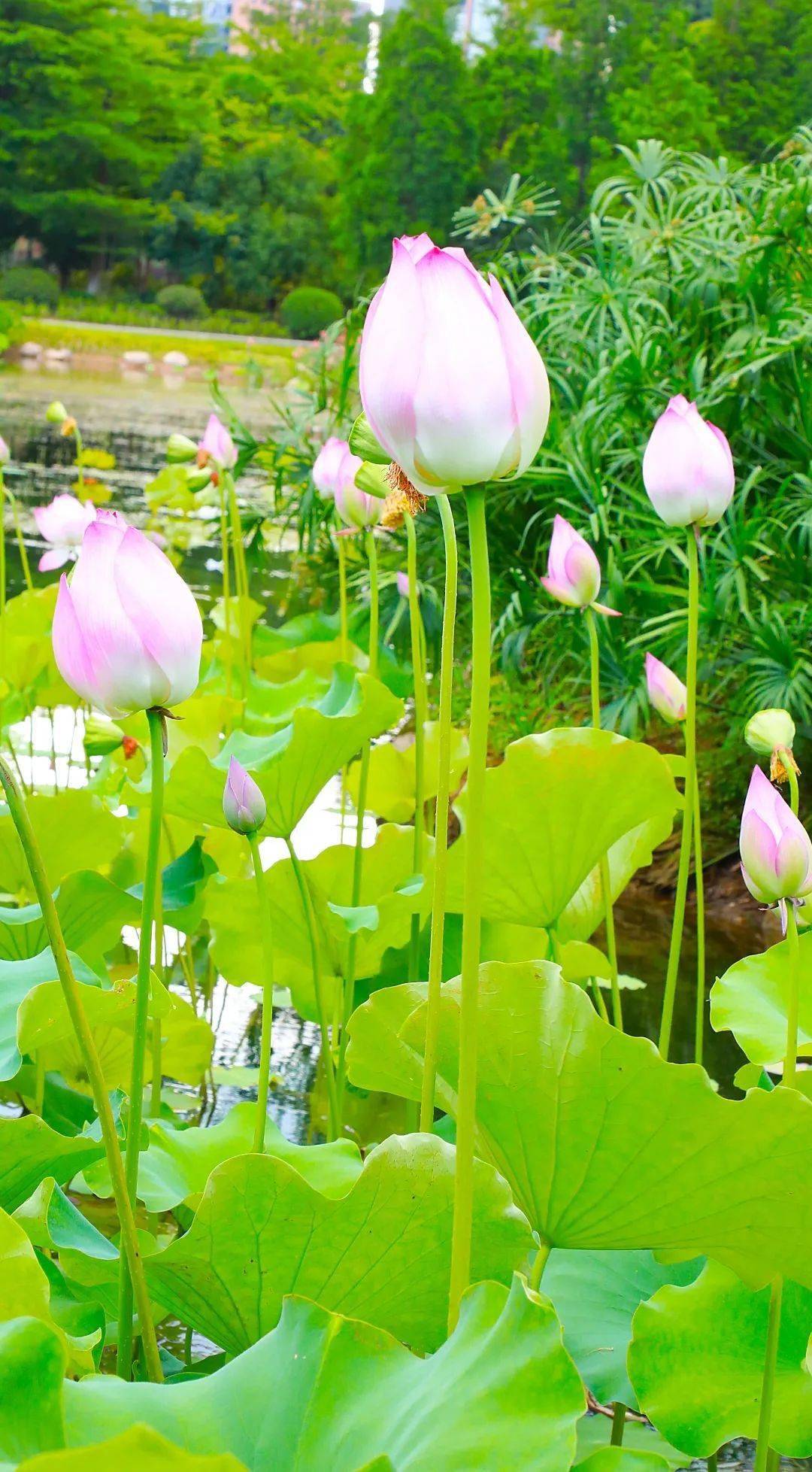 吃什么药排湿快 c45ef27140f54443be9e0bc1054ff2f1.jpeg