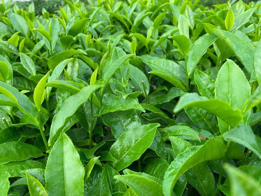 5,黄茶黄茶属轻发酵茶类,黄茶可以不用洗的.