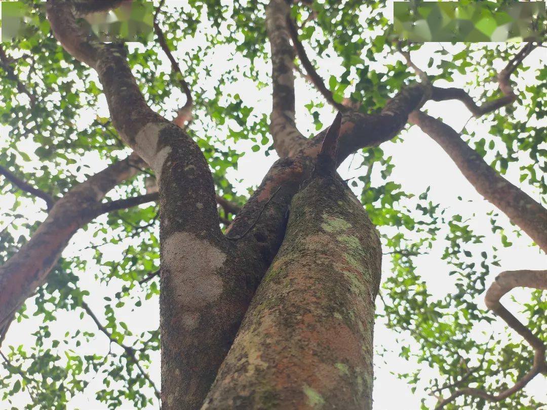 树龄120年,树高6.2米,冠幅24平方米,树基周长0.8米.