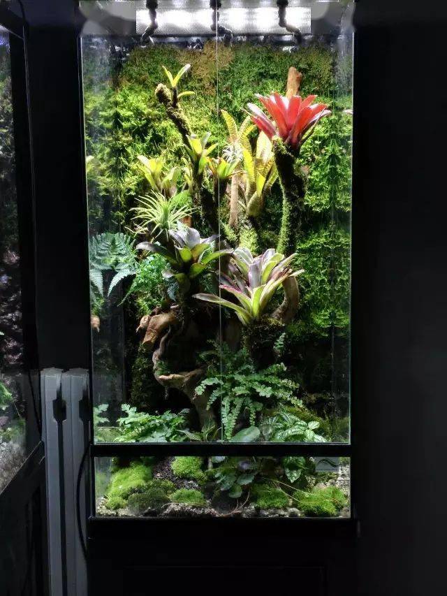 一位90后雨林缸商家玩家的声音