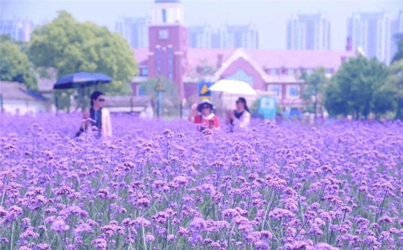 安徽巢湖 紫色花海醉游人 云水