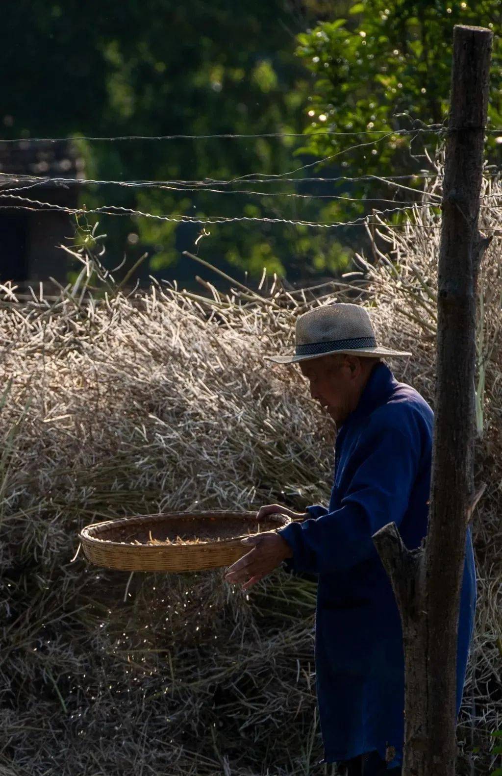 又到双抢季节回味乡村里打梿枷的声音