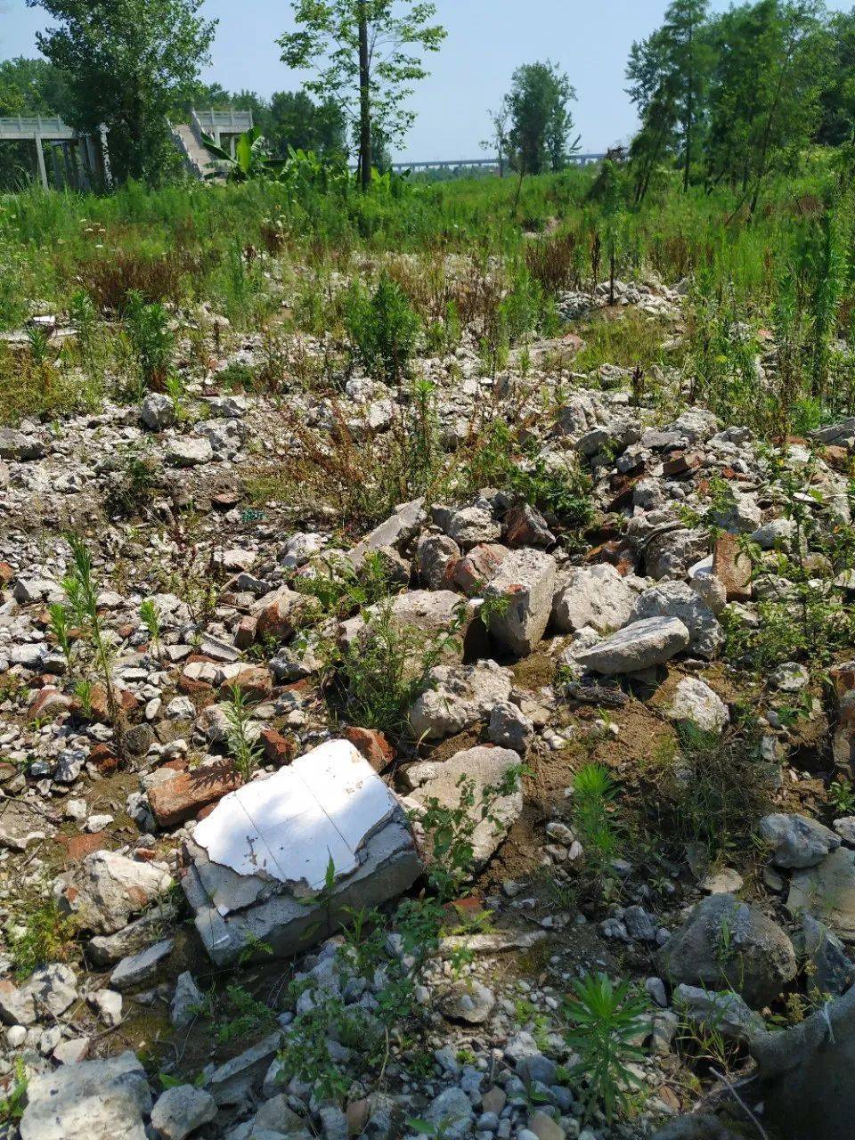 探寻资阳遗迹之曾经的青年林