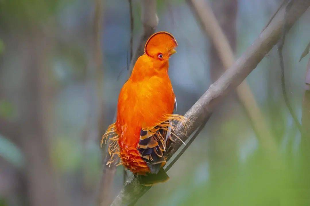 这些橙色系的动物太艳丽啦让人看一眼就难忘它的外形