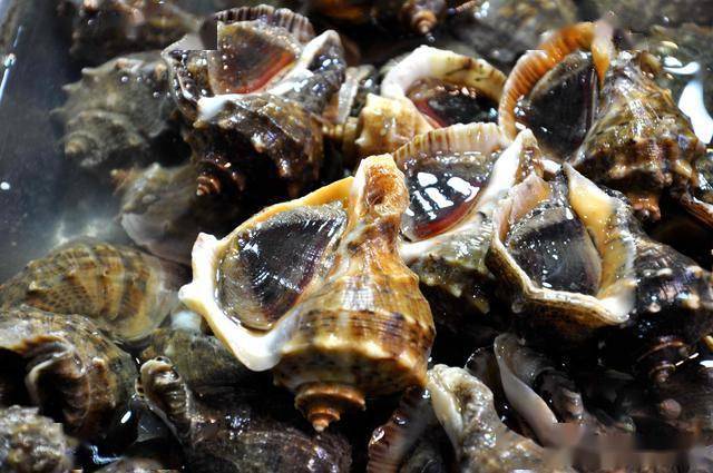 据了解青岛市面上最常见的香螺有3种,分别是黄镶玉螺,香乌螺和白香螺.