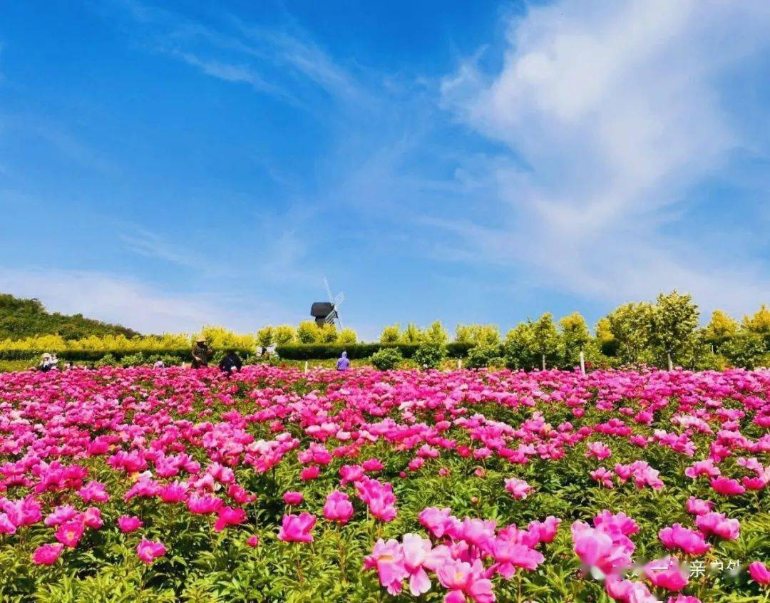 6月6日周日网红打卡地东沟花海丹崖史书美拍1日游