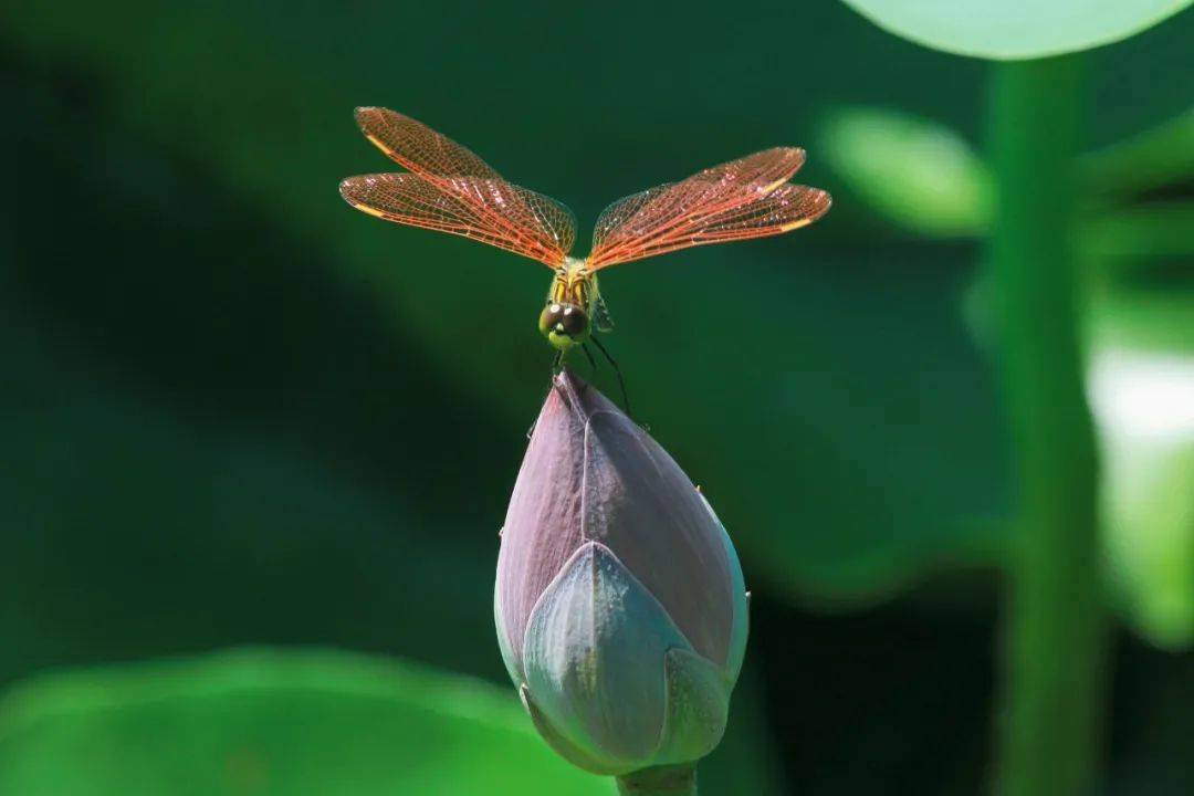 水之间，暖风徐徐过，蝴蝶翩翩飞，与新荷的不期而遇，令人意外且惊喜。04#初夏至·美人临#清水潭 ✕