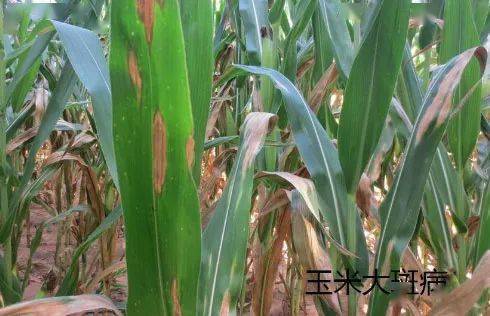 为什么叫玉米症 fbf6b2c141e34b13a99b16be6b2cb0fd.jpeg