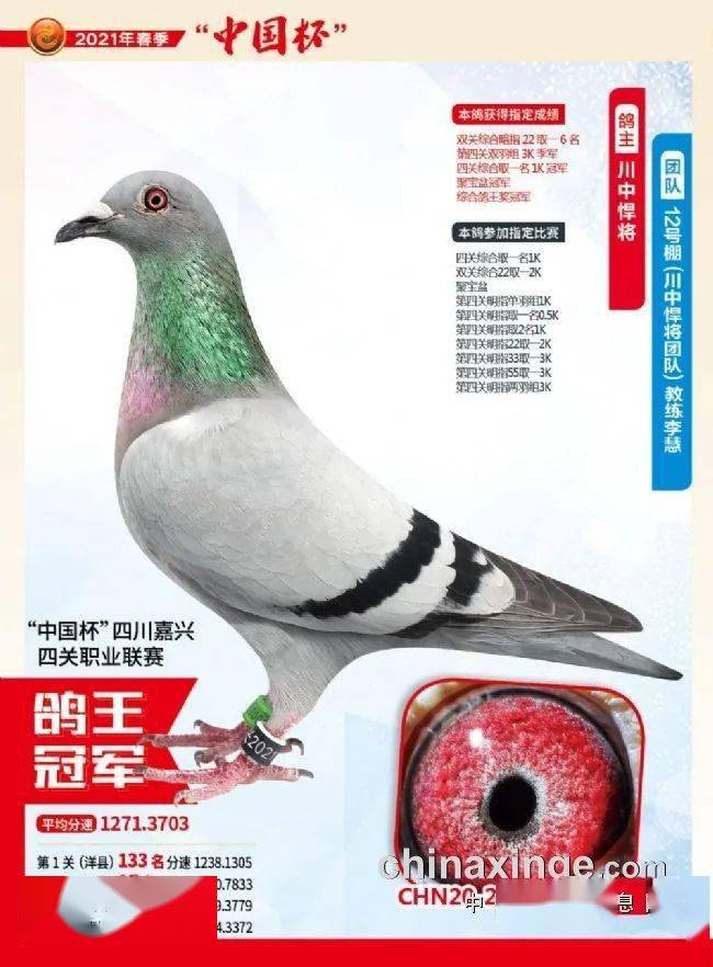 正在直播四川嘉兴俱乐部获奖鸽同步拍卖会
