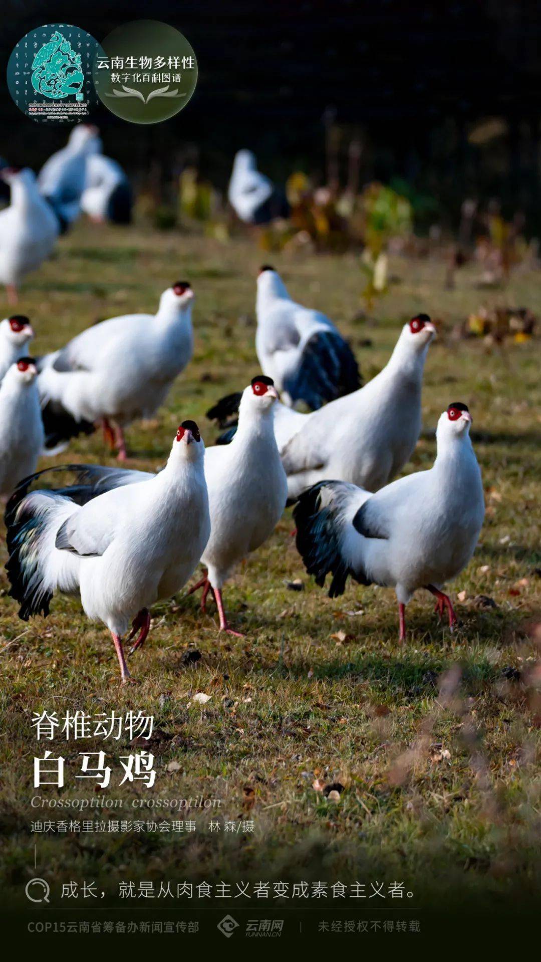 【雲南生物多樣性數字化百科圖譜】脊椎動物·白馬雞:成長,就是從肉食