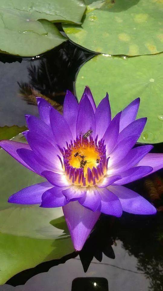 夏日荷花,炫彩夺目,怎一个美字了得!_莲花