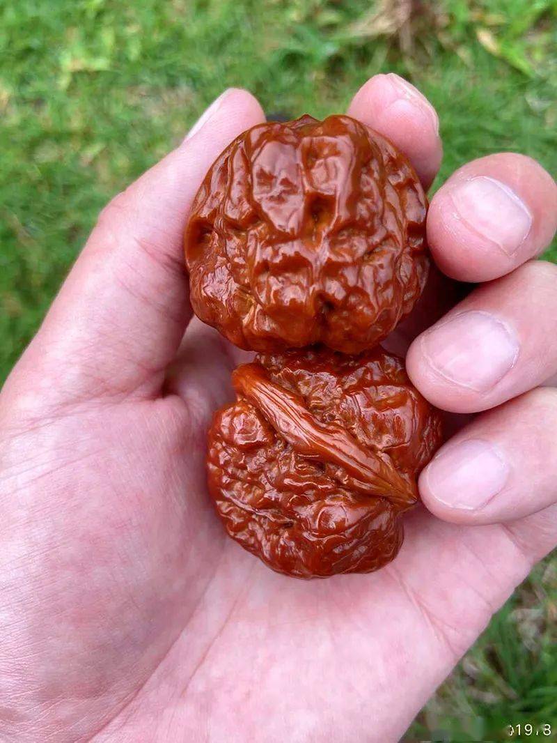 一对蛤蟆头,被他上油盘了200天,结果真是出人意料