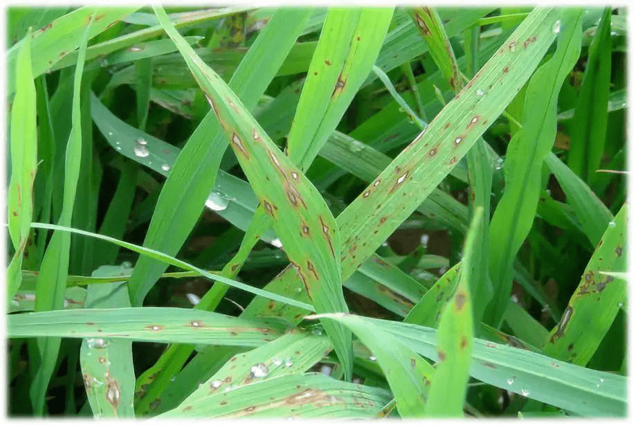 【赣州三农】警惕早稻稻瘟病暴发流行