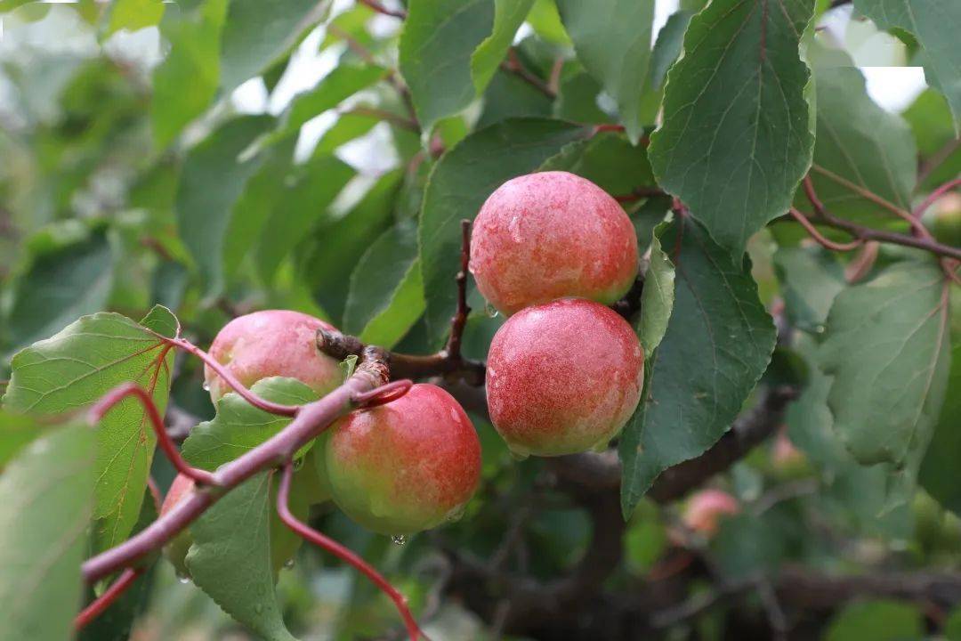 果香飘海淀,"杏"福满人间——区农业农村局举行玉巴达杏推介会