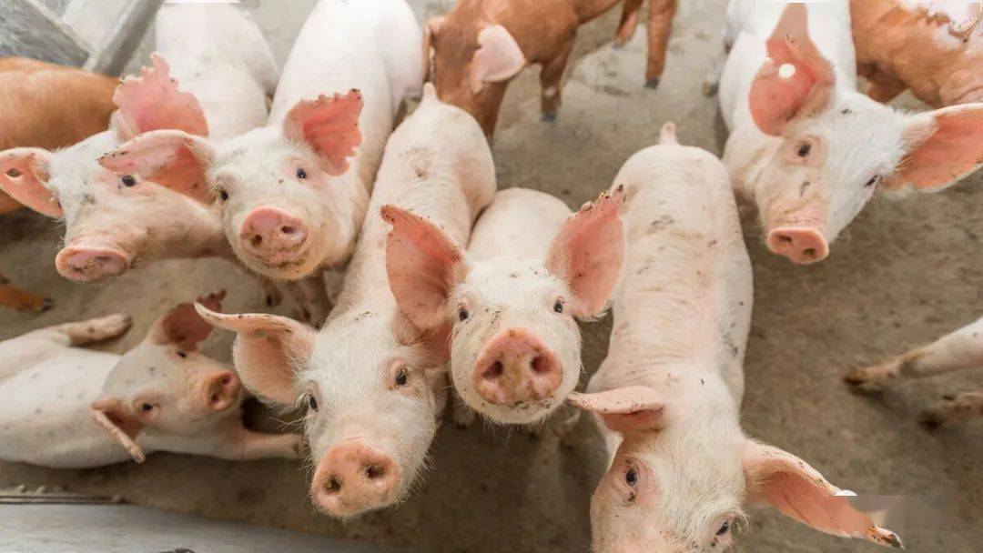 啥叫免疫抑制 b82ef087e22d4cac8cdca298eb6856b6.jpeg