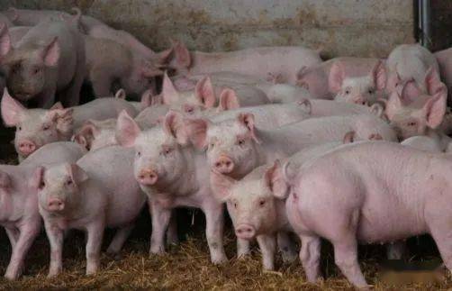 啥叫免疫抑制 efd6d2a431bd495693de9661a9c24661.jpeg