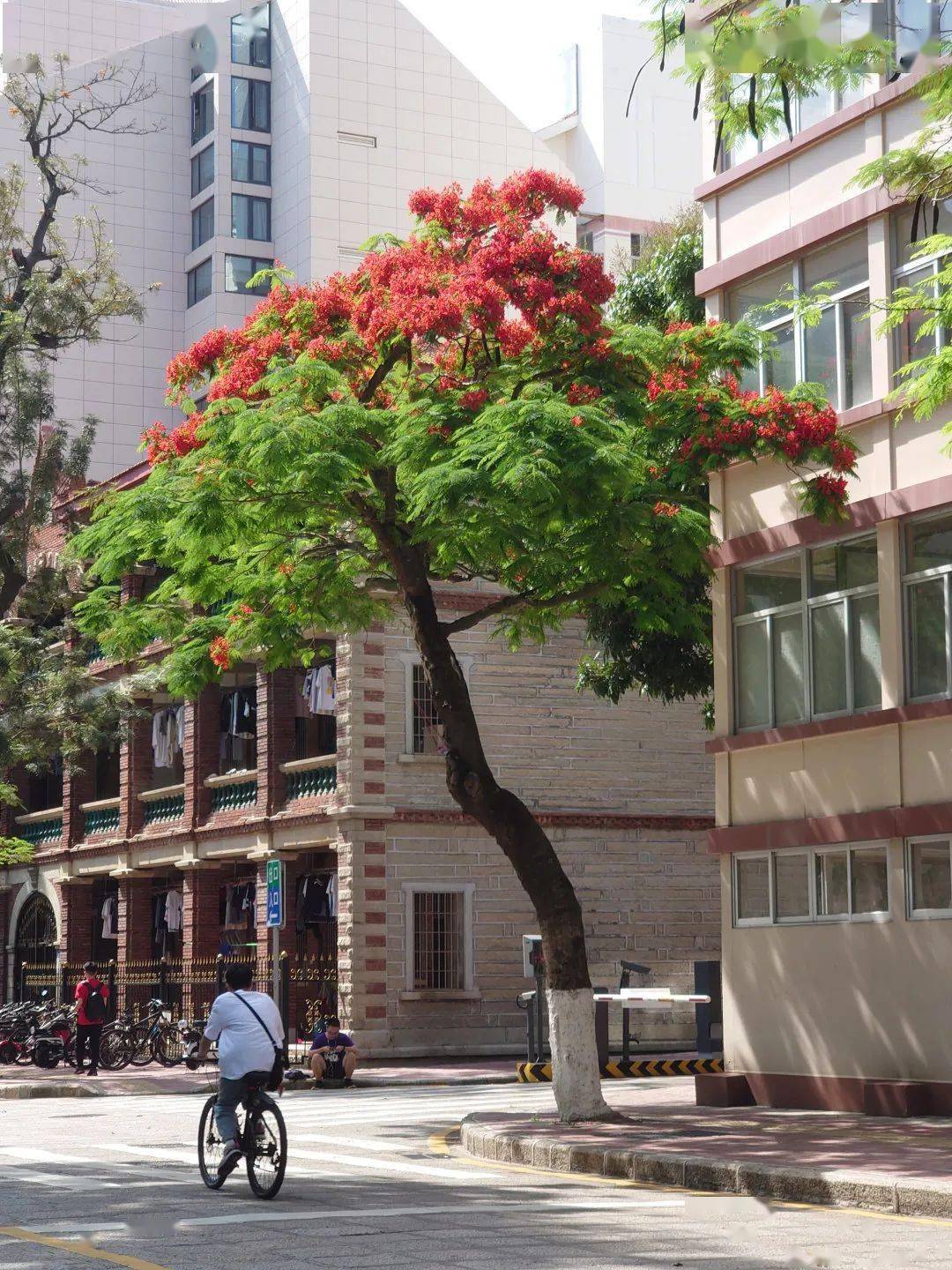 凤凰花开的厦大