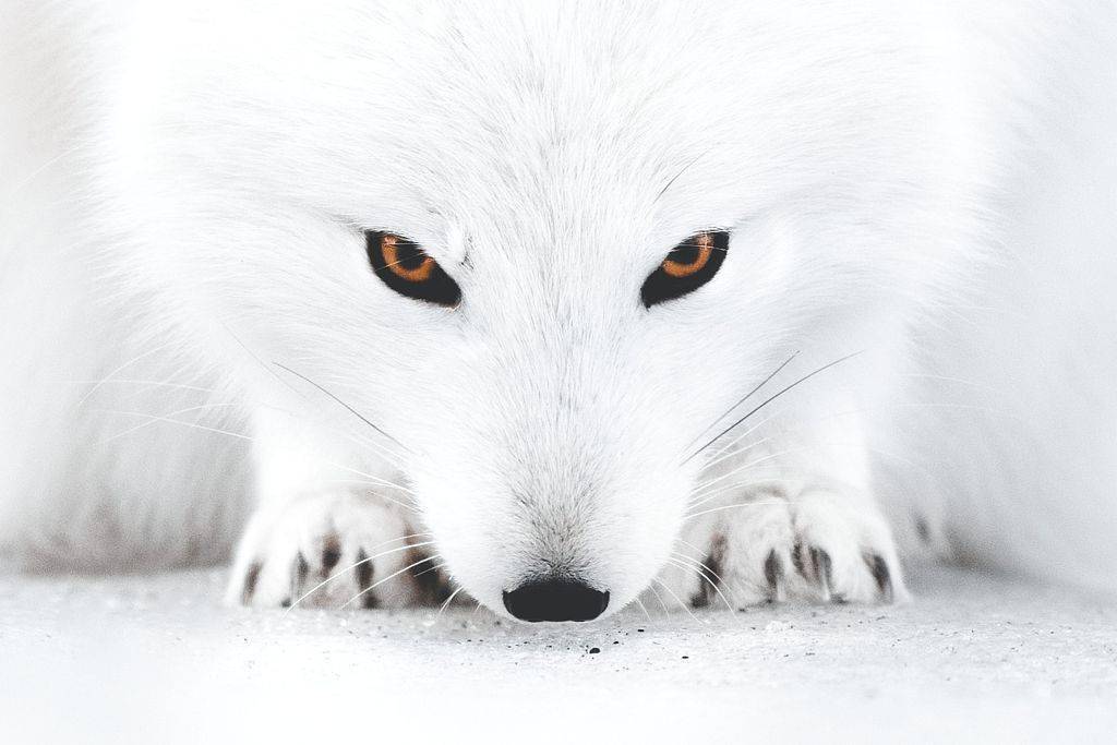 冰岛thorsmork,一只北极狐锐利的橙色眼睛在它的白色外套和雪地环境的