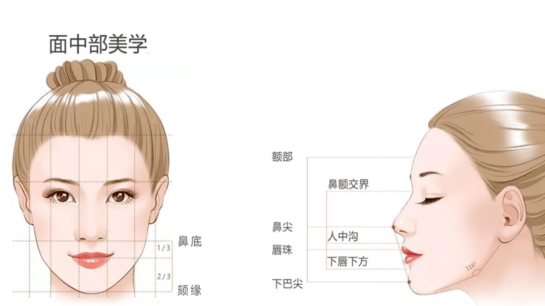 符合美学标准的下面部,正面角度:鼻底至口裂间距占1/3,口裂至颏缘占2