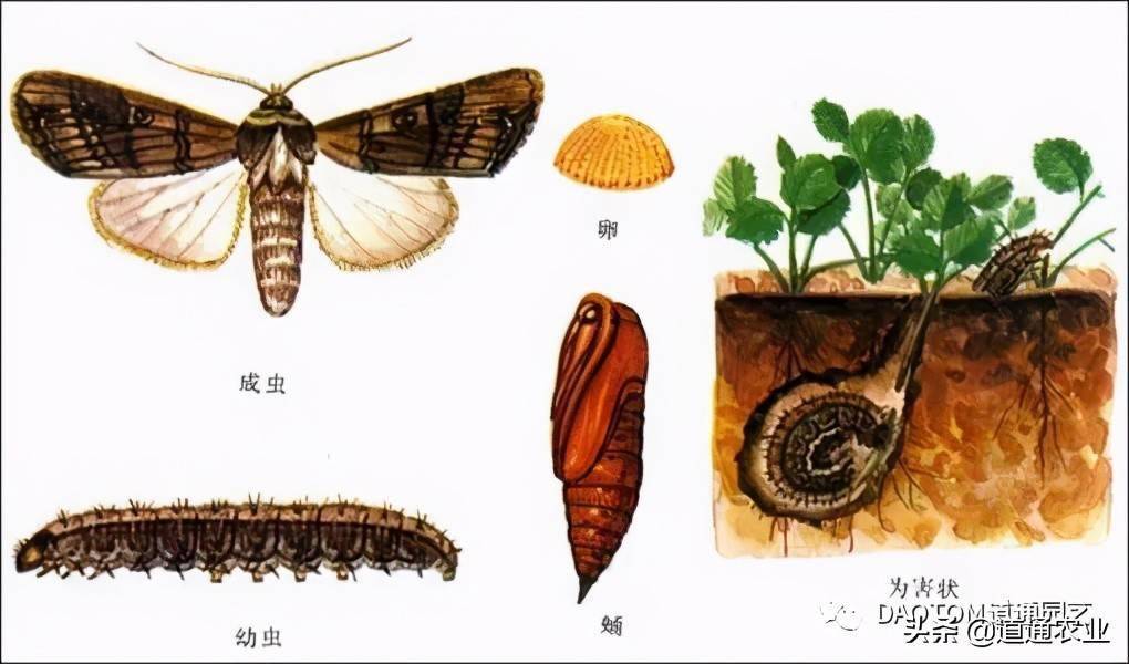 地老虎有毒吗图片