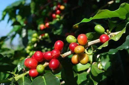 为什么高海拔产区咖啡豆风味更好？