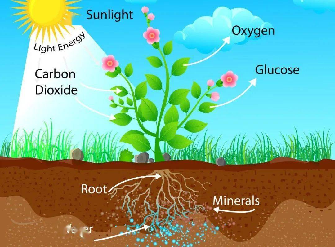 植物的光合作用示意圖(圖片來自網絡)