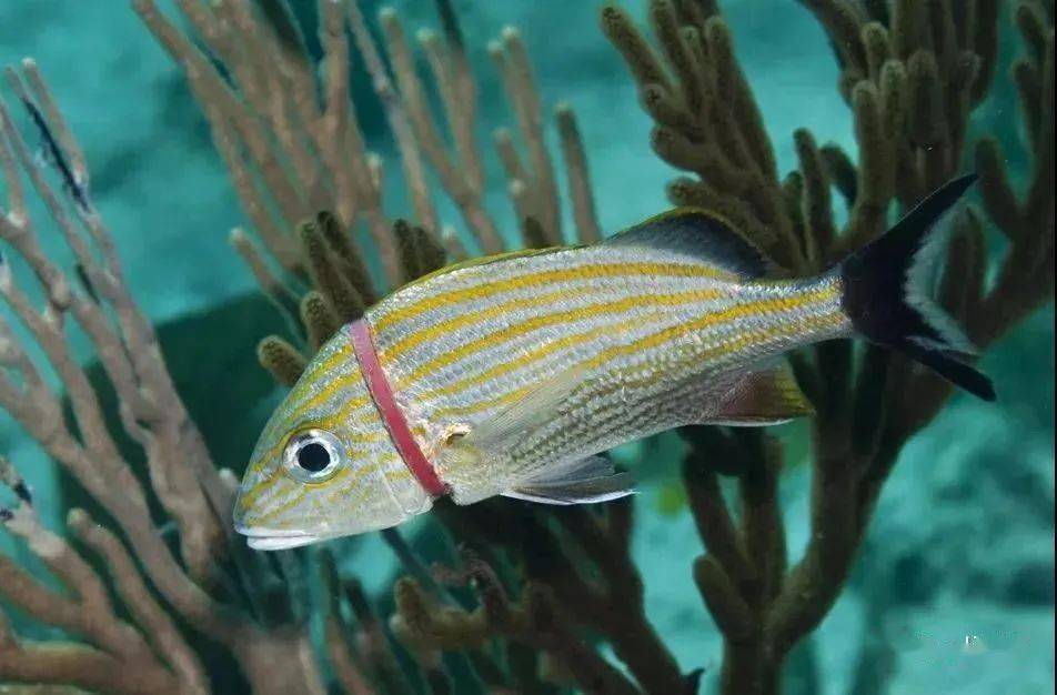 导致他无法去海面呼吸塑料袋套住的鲨鱼搁浅鲸鱼胃中的塑料垃圾小海龟