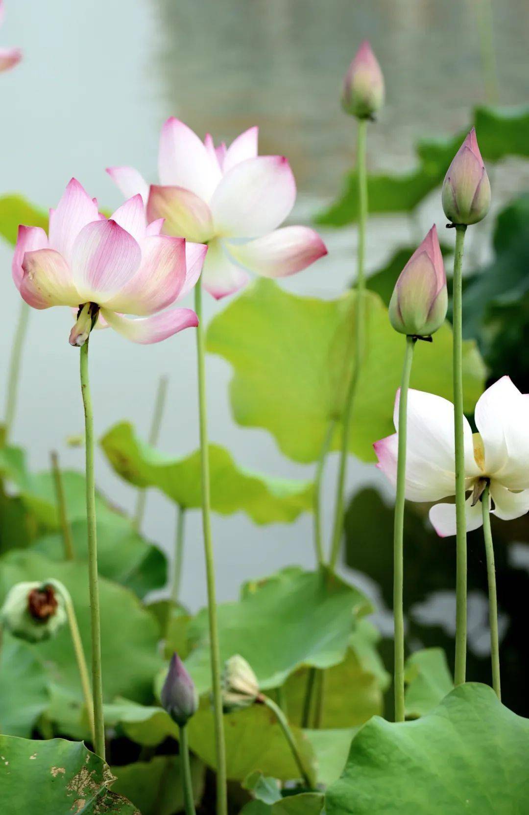 泉州芒种一场与夏雨荷的相遇
