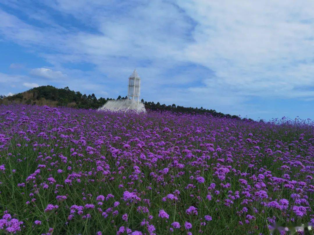 太美了!成都这几处紫色花海堪比普罗旺斯