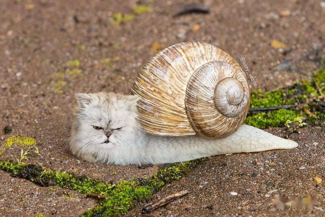 法国:蜗牛的旧用途和新用途_勃艮第