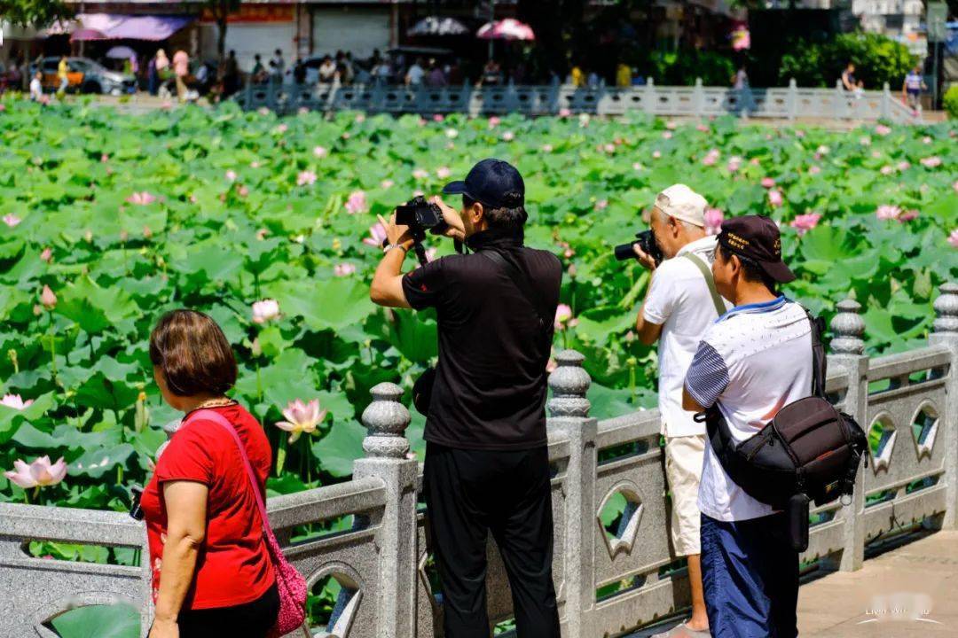 惊艳梧州潘塘公园荷花盛开了朋友圈已经被刷爆艳压整个夏天