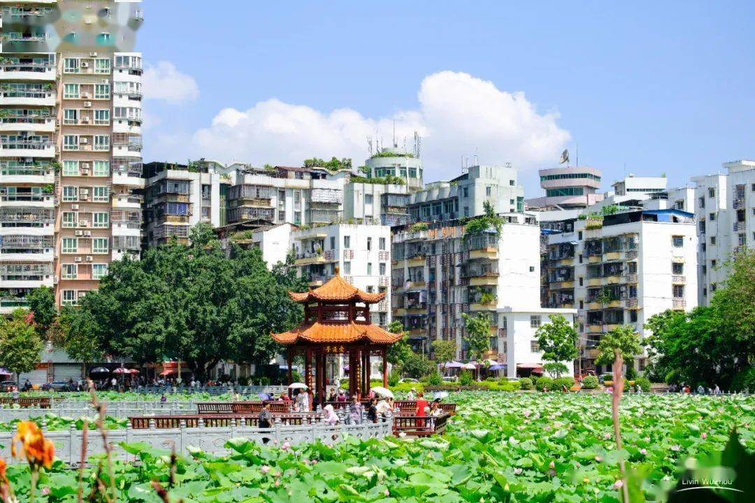 惊艳梧州潘塘公园荷花盛开了朋友圈已经被刷爆艳压整个夏天