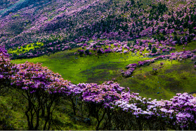 索玛花开大凉山
