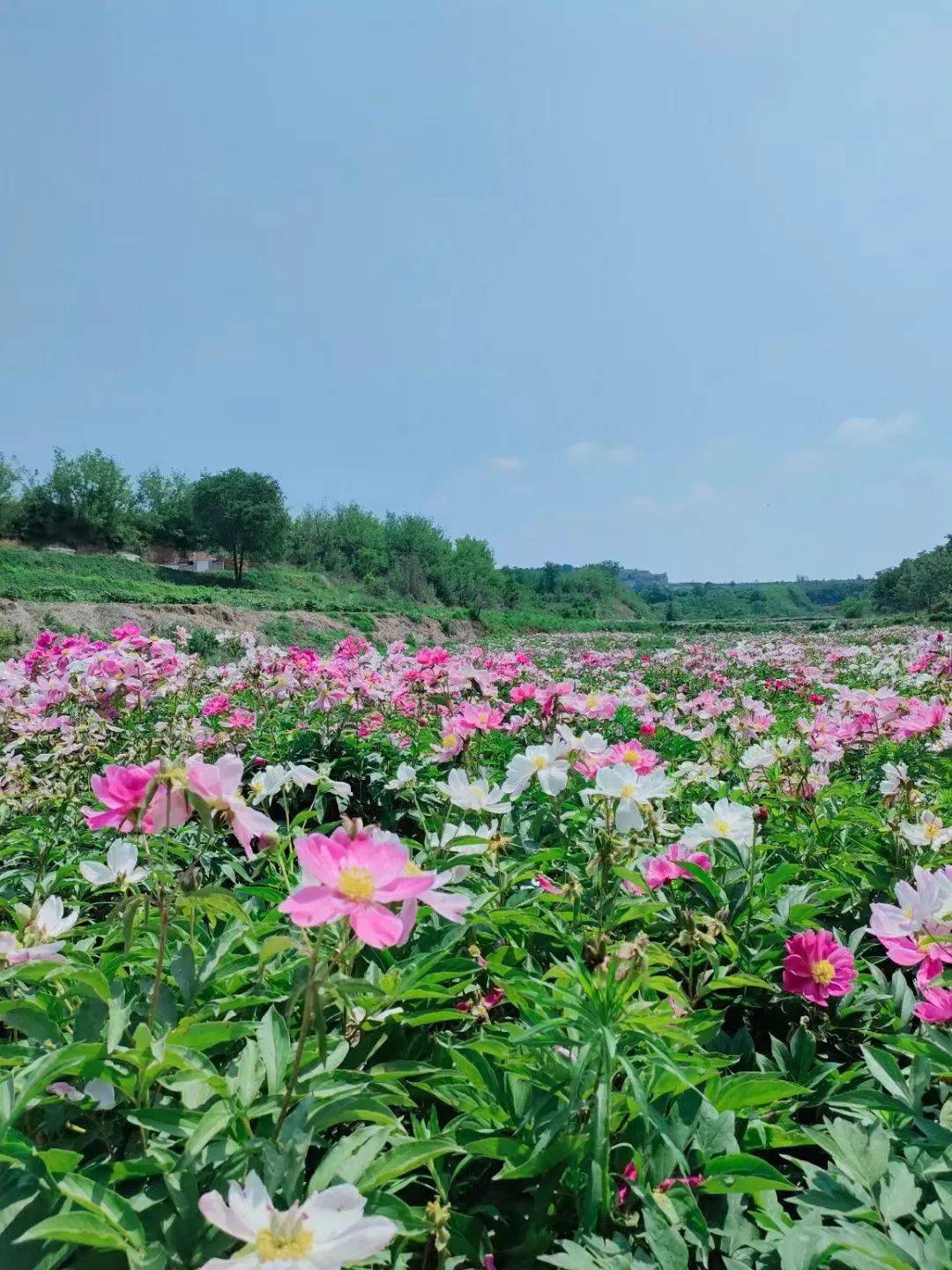 临淄花海图片