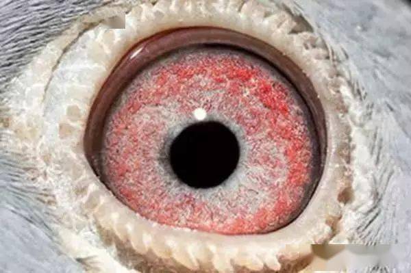 为了作育也是为了竞翔,我更喜欢眼色丰富并且有细节,色素(色素保护