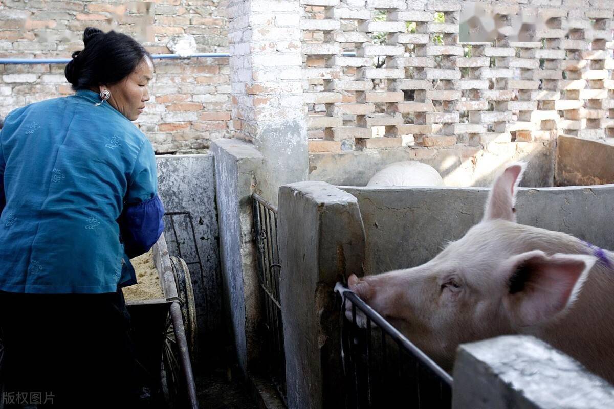 飼養員巡查時要注意