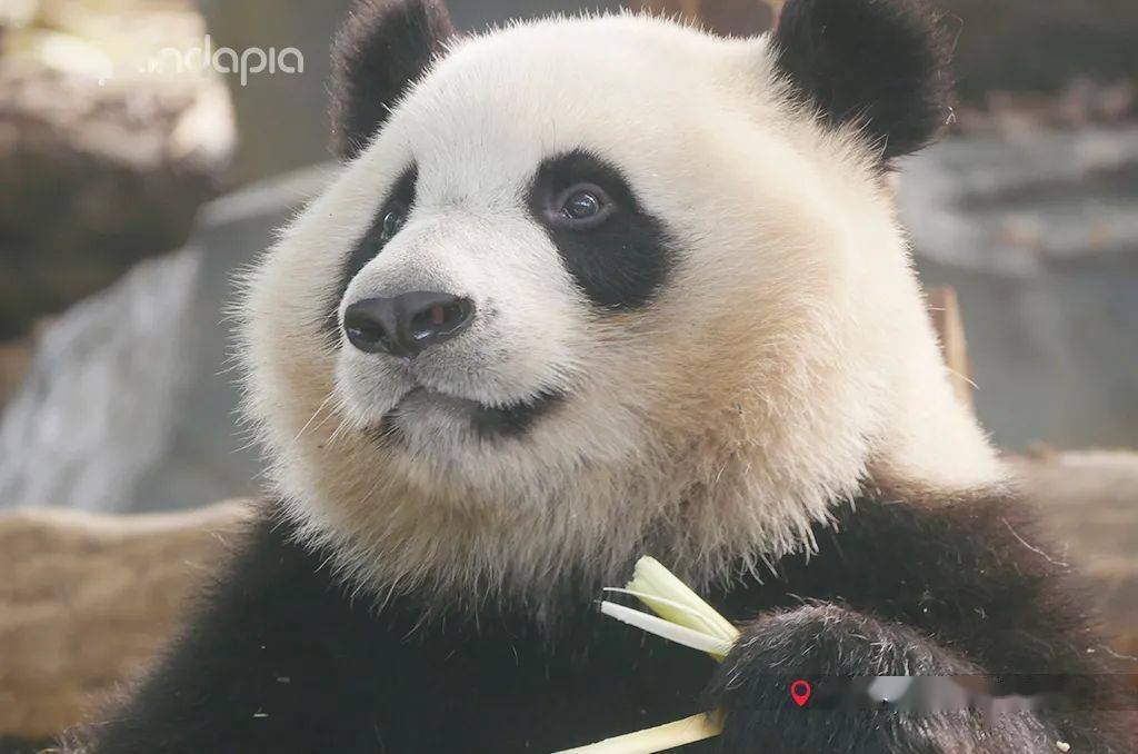 从憨憨到女皇学会表情管理的女明星能有多出圈