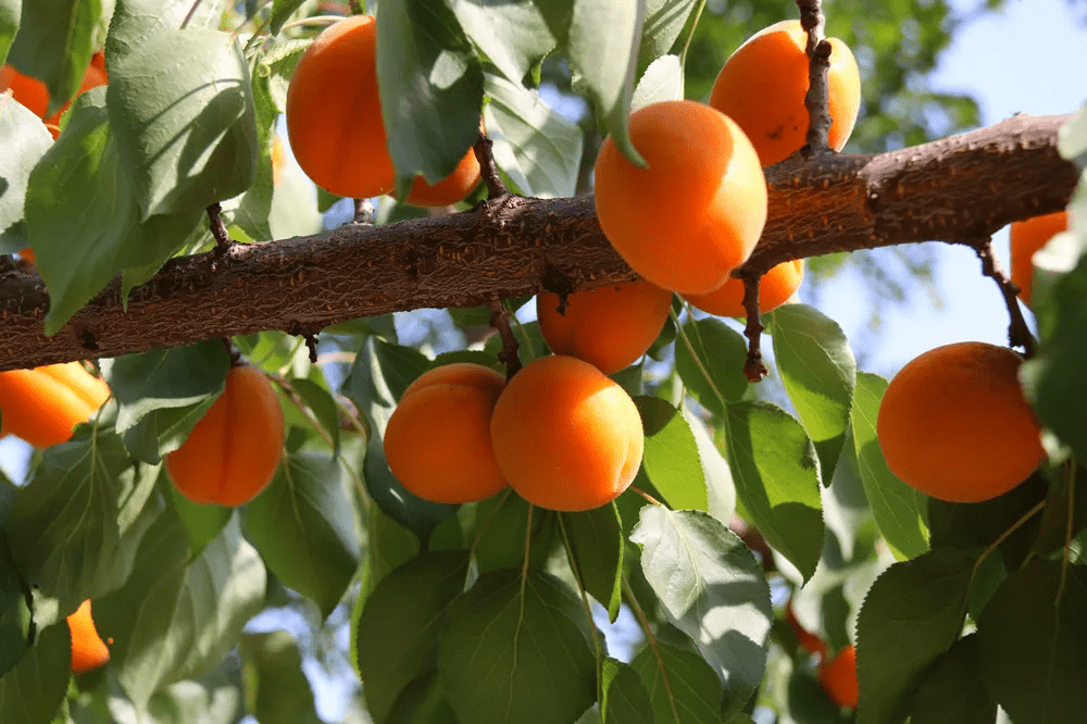 山花烂漫鲜果飘香空气清爽熊耳山的美好只为你来
