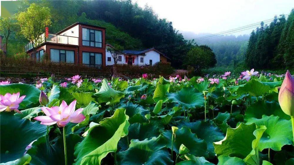 地址:梅州市蕉嶺縣三圳鎮九嶺村透著鮮嫩的粉色有的半舒著花瓣探出的