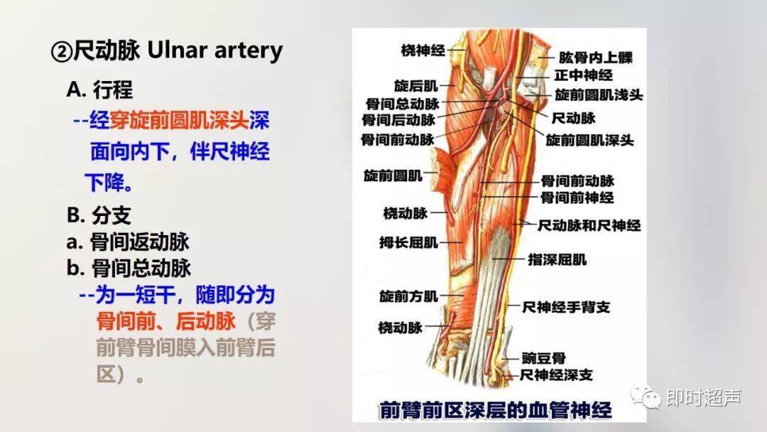 手部神經,血管,肌肉,筋膜等組織均有其特殊結構,認識其結構的特殊性及