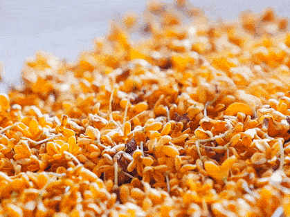 没被40的高温天气打败却被这杯冰镇桂花米露1秒俘虏了